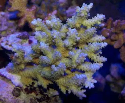 Yellow Acropora colony
