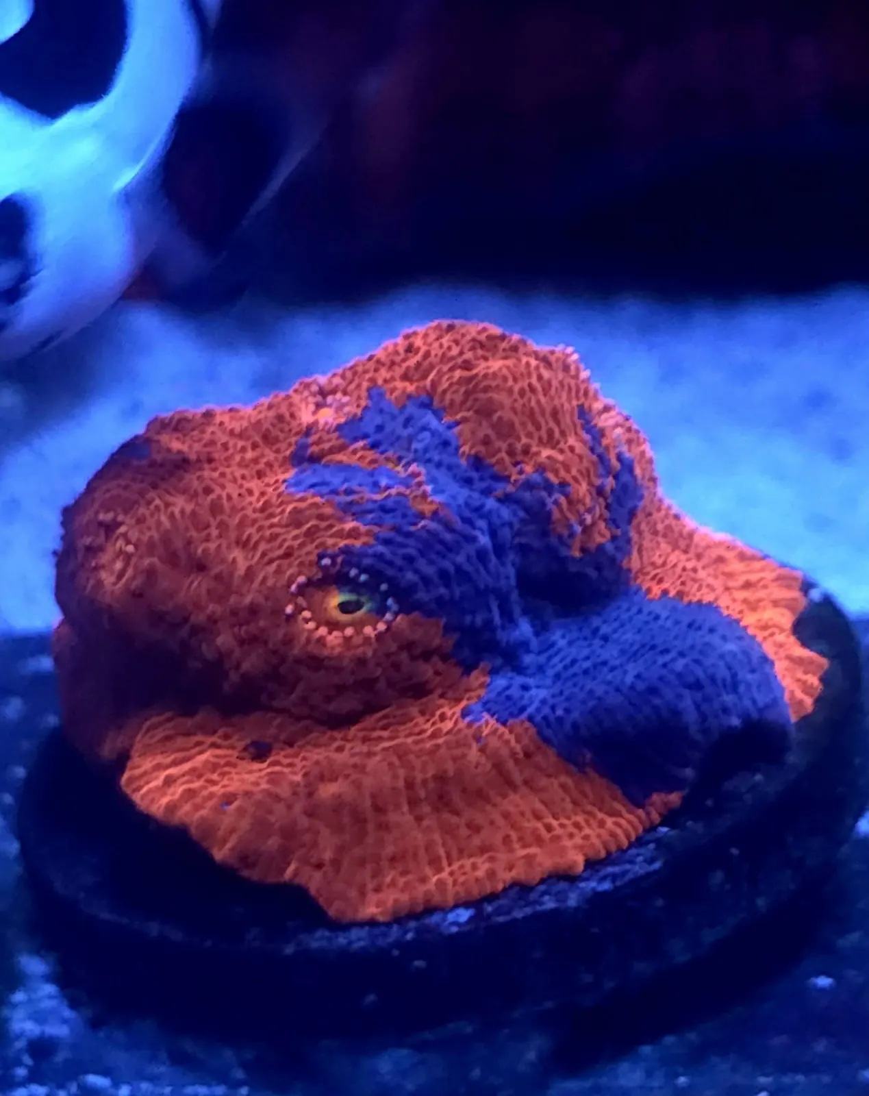 Red coral with blue edges