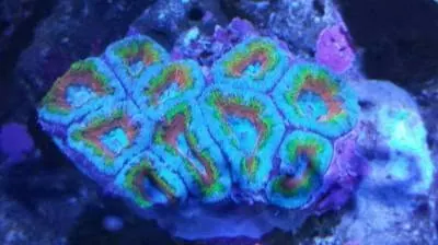 Favia coral with teal pattern