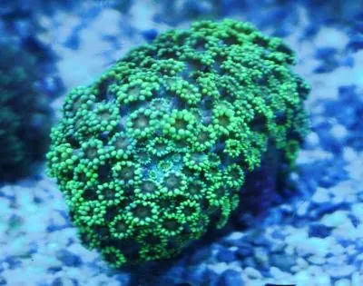 Green zoanthid colony