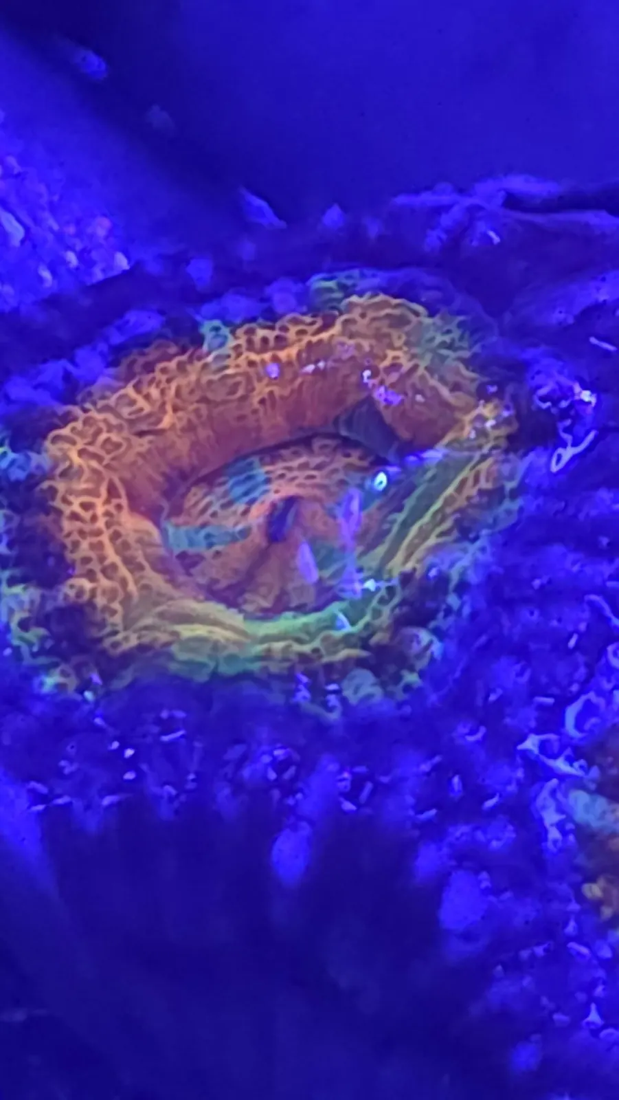 Glowing LPS coral