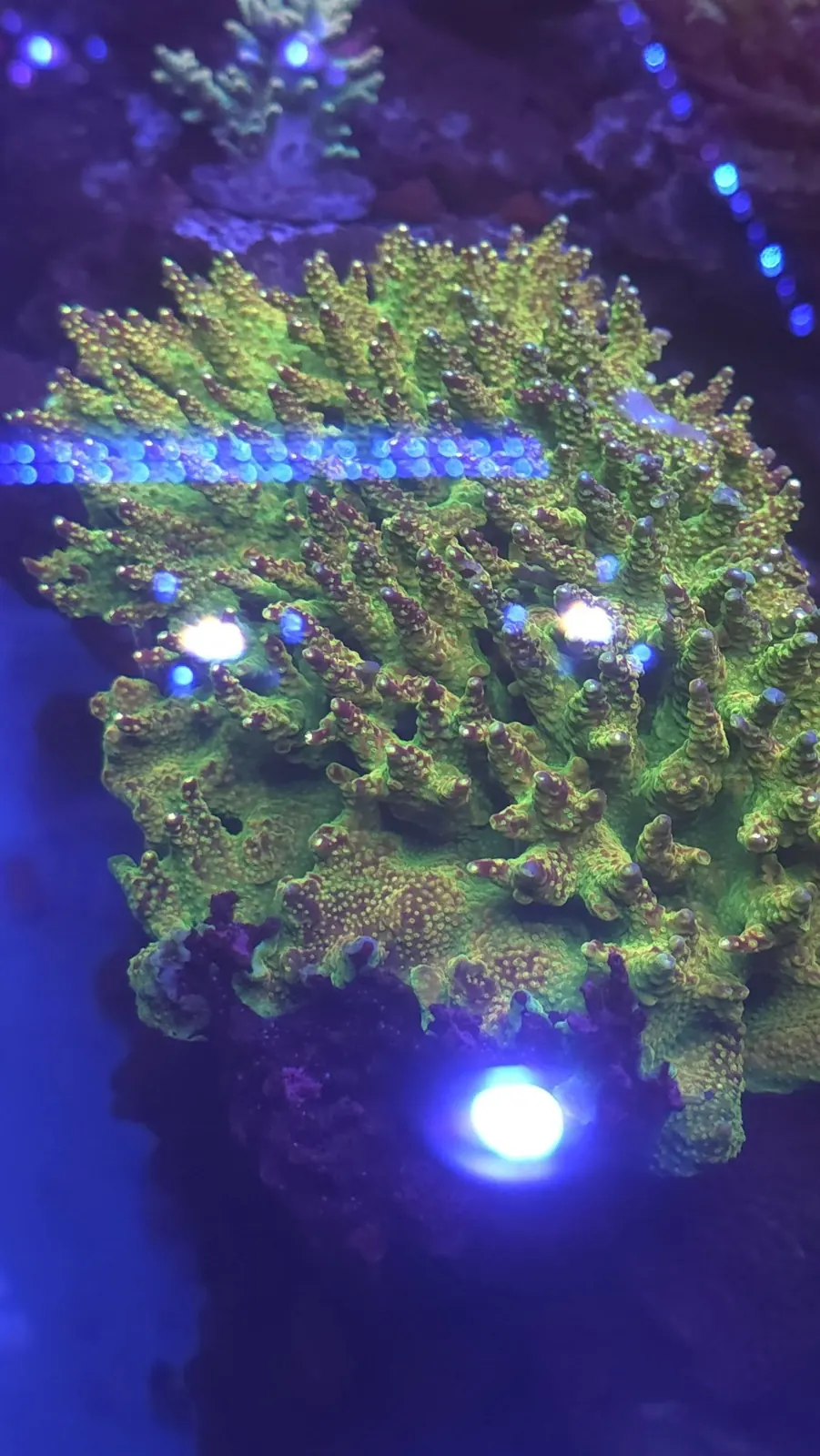 Branching SPS coral colony
