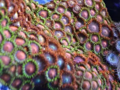 Carpet of zoanthids