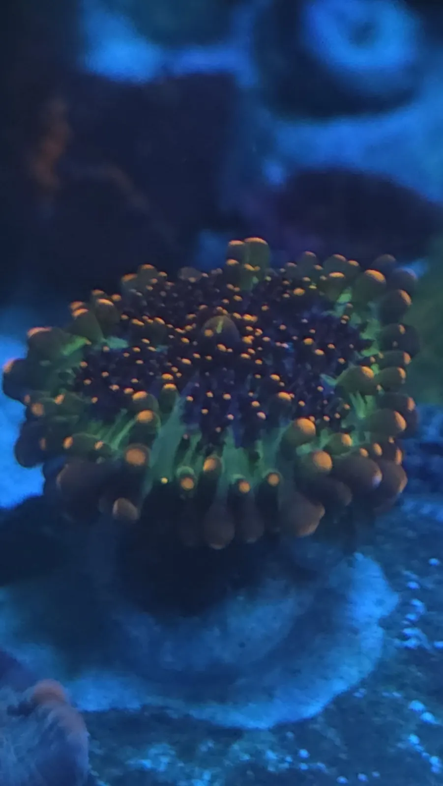A garden of zoanthid colonies under blue light