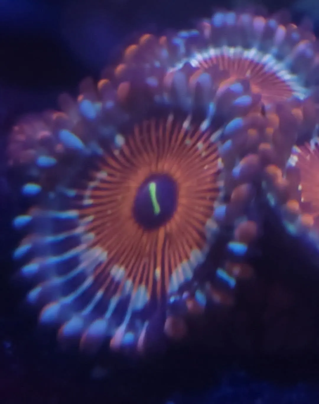 Close-up of an orange and blue zoanthid polyp