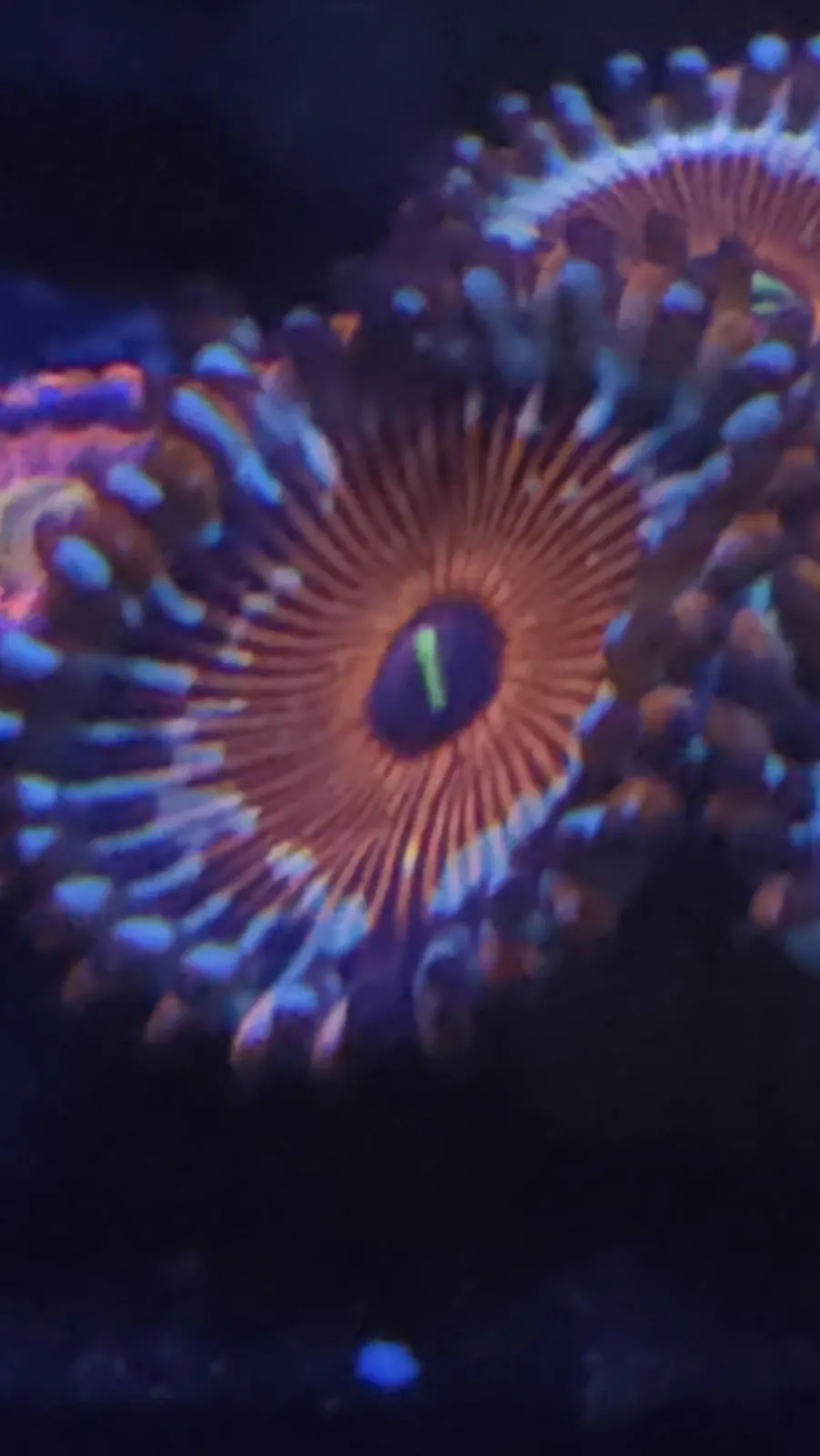 Close-up of a vivid orange and blue zoanthid coral polyp