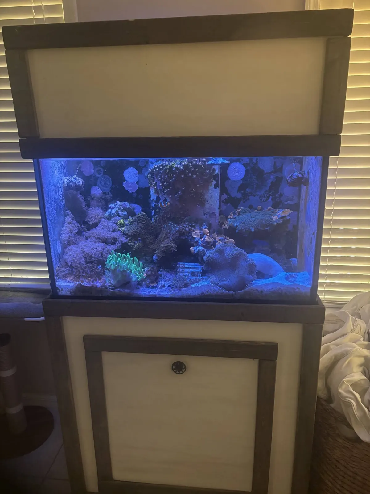 Reef aquarium running on a cabinet stand