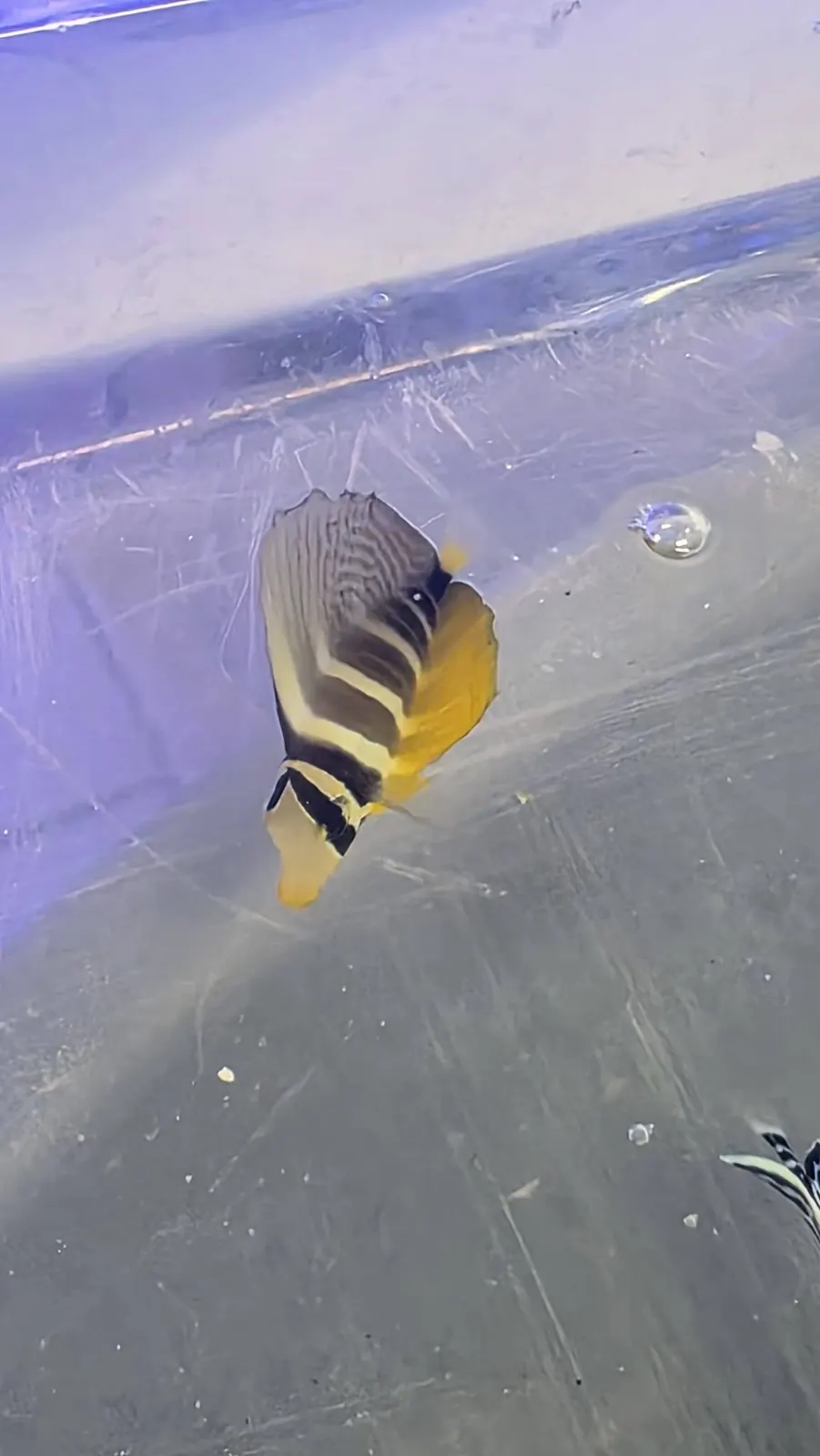 Striped angelfish new arrival