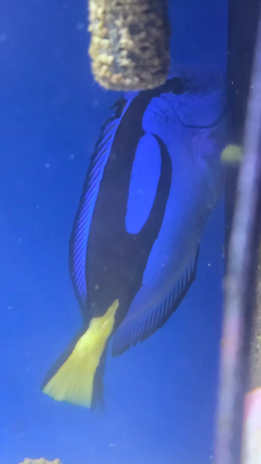 A blue tang swimming in a store tank