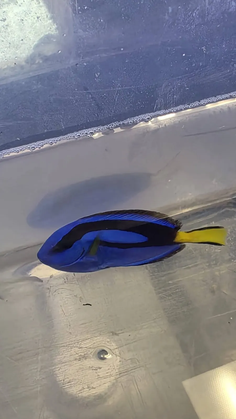 A blue tang swimming at Coral Connection