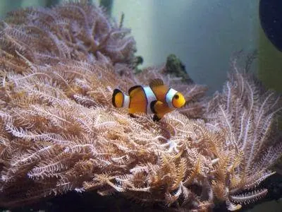 A clownfish nestled in an anemone