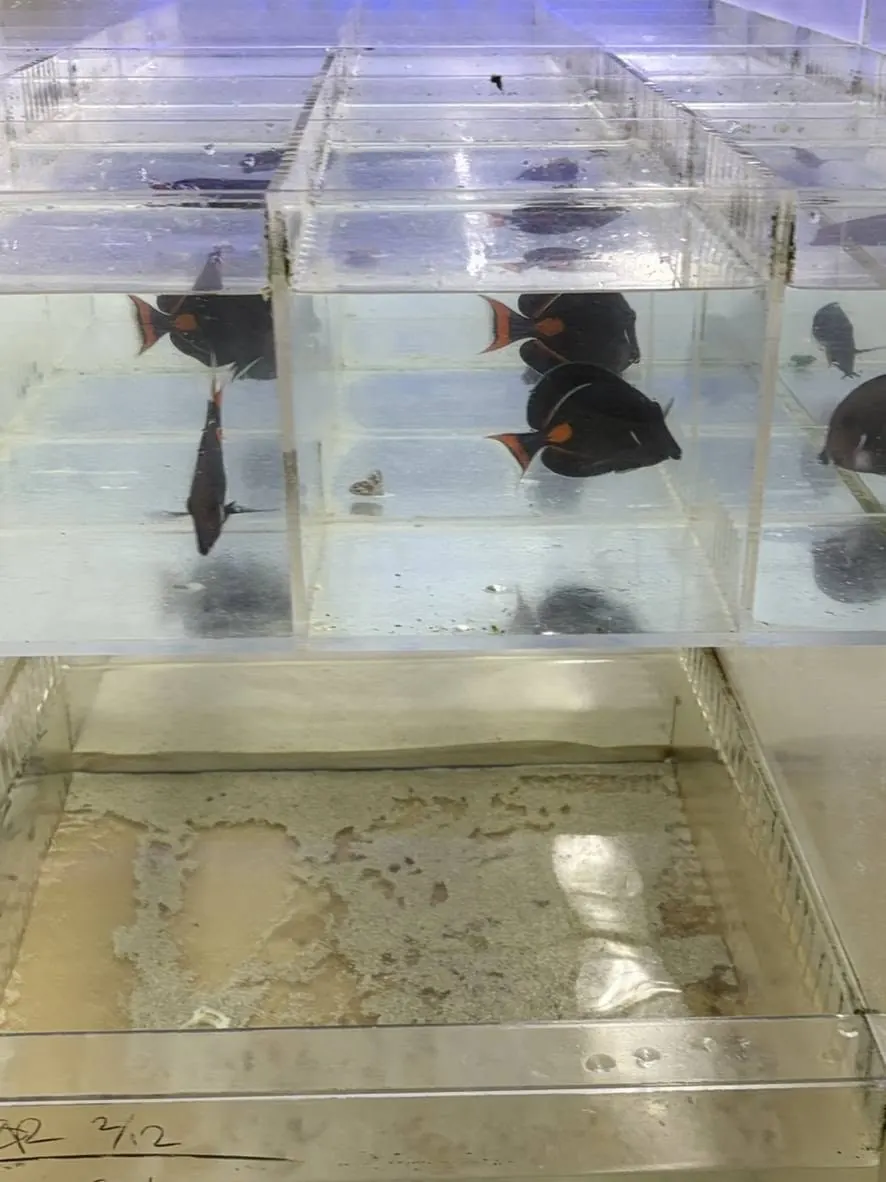 Clear holding tanks with fish