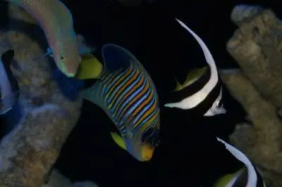 Fish swimming in a display tank